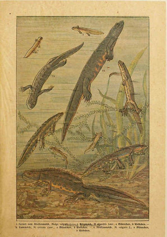Reproducción/Reproduction 6140217824: Brehms Tierleben. Bd.1 Leipzig,Bibliographisches Institut,1911-19- 