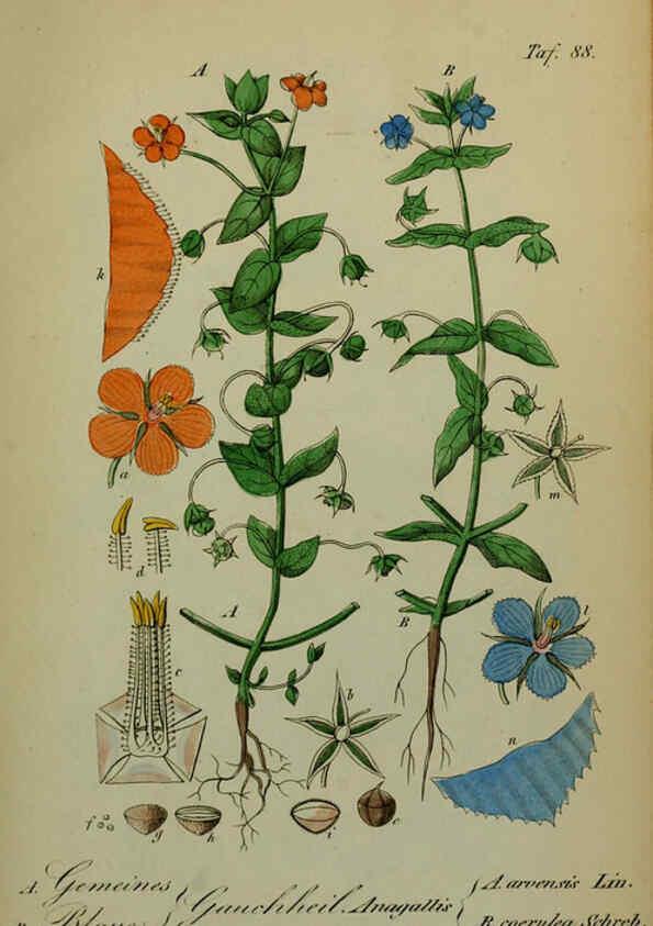 Reproducción/Reproduction 6130316799: Sämmtliche Giftgewächse Deutschlands Leipzig :F. Voight,1854