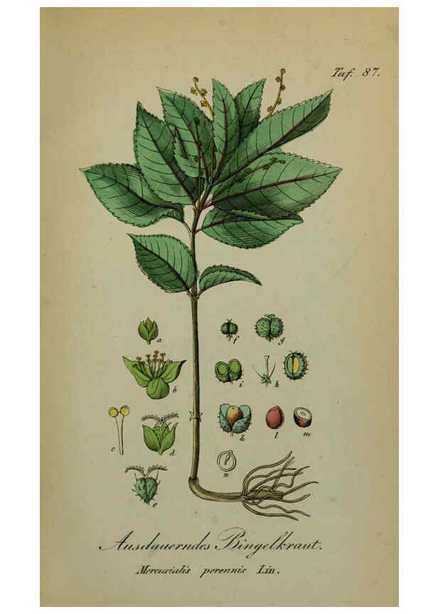 Reproducción/Reproduction 6130866274: Sämmtliche Giftgewächse Deutschlands Leipzig :F. Voight,1854