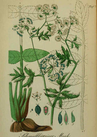 Reproducción/Reproduction 6130861702: Sämmtliche Giftgewächse Deutschlands Leipzig :F. Voight,1854