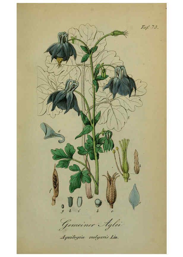 Reproducción/Reproduction 6130312071: Sämmtliche Giftgewächse Deutschlands Leipzig :F. Voight,1854