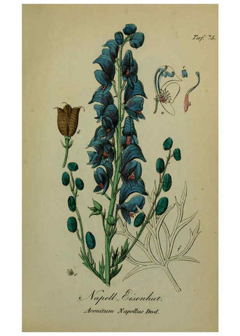 Reproducción/Reproduction 6130312629: Sämmtliche Giftgewächse Deutschlands Leipzig :F. Voight,1854
