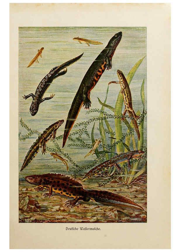 Reproducción/Reproduction 6140217976: Brehms Tierleben. Bd.1 Leipzig,Bibliographisches Institut,1911-19- 