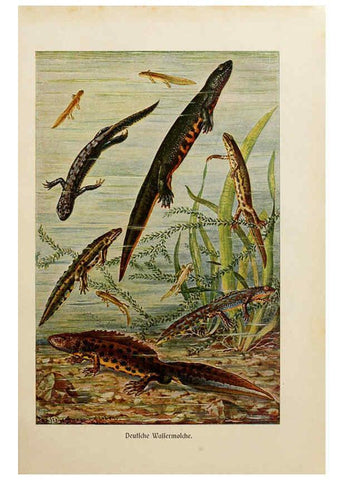 Reproducción/Reproduction 6140217976: Brehms Tierleben. Bd.1 Leipzig,Bibliographisches Institut,1911-19- 