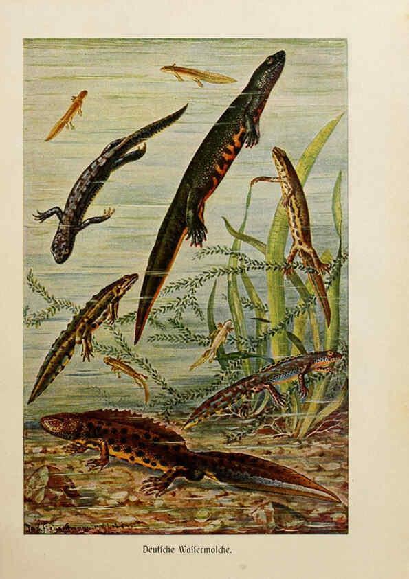 Reproducción/Reproduction 6140217976: Brehms Tierleben. Bd.1 Leipzig,Bibliographisches Institut,1911-19- 