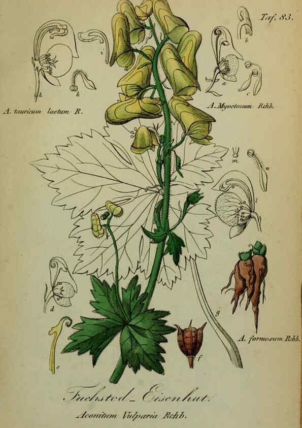 Reproducción/Reproduction 6130864956: Sämmtliche Giftgewächse Deutschlands Leipzig :F. Voight,1854