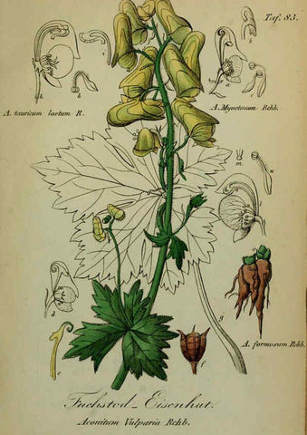 Reproducción/Reproduction 6130864956: Sämmtliche Giftgewächse Deutschlands Leipzig :F. Voight,1854