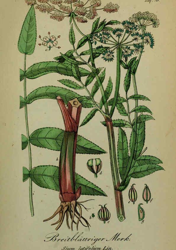 Reproducción/Reproduction 6130311073: Sämmtliche Giftgewächse Deutschlands Leipzig :F. Voight,1854