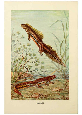 Reproducción/Reproduction 6140218150: Brehms Tierleben. Bd.1 Leipzig,Bibliographisches Institut,1911-19- 