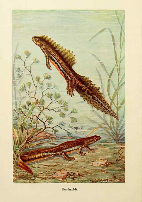 Reproducción/Reproduction 6140218150: Brehms Tierleben. Bd.1 Leipzig,Bibliographisches Institut,1911-19- 