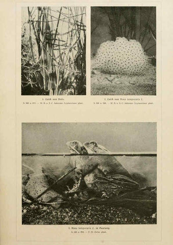 Reproducción/Reproduction 6139667345: Brehms Tierleben. Bd.1 Leipzig,Bibliographisches Institut,1911-19- 