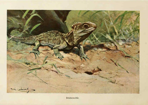 Reproducción/Reproduction 6139671699: Brehms Tierleben. Bd.1 Leipzig,Bibliographisches Institut,1911-19- 
