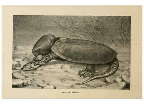 Reproducción/Reproduction 6140223018: Brehms Tierleben. Bd.1 Leipzig,Bibliographisches Institut,1911-19- 