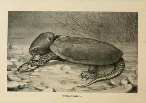 Reproducción/Reproduction 6140223018: Brehms Tierleben. Bd.1 Leipzig,Bibliographisches Institut,1911-19- 