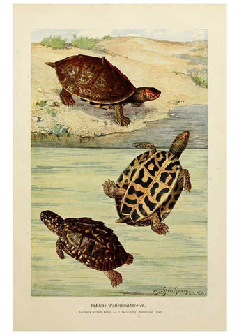 Reproducción/Reproduction 6140223196: Brehms Tierleben. Bd.1 Leipzig,Bibliographisches Institut,1911-19- 