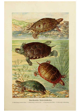 Reproducción/Reproduction 6139672261: Brehms Tierleben. Bd.1 Leipzig,Bibliographisches Institut,1911-19- 