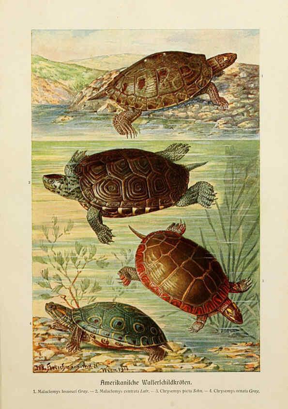 Reproducción/Reproduction 6139672261: Brehms Tierleben. Bd.1 Leipzig,Bibliographisches Institut,1911-19- 