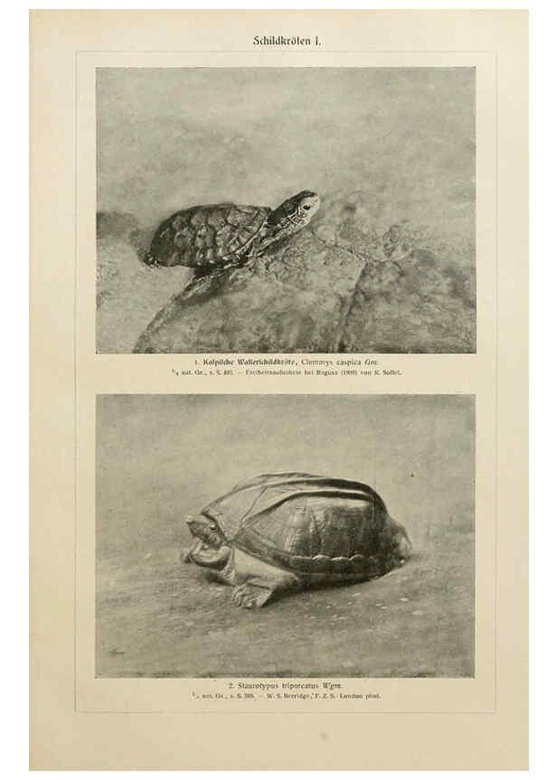 Reproducción/Reproduction 6140223558: Brehms Tierleben. Bd.1 Leipzig,Bibliographisches Institut,1911-19- 