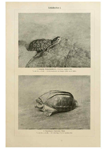 Reproducción/Reproduction 6140223558: Brehms Tierleben. Bd.1 Leipzig,Bibliographisches Institut,1911-19- 