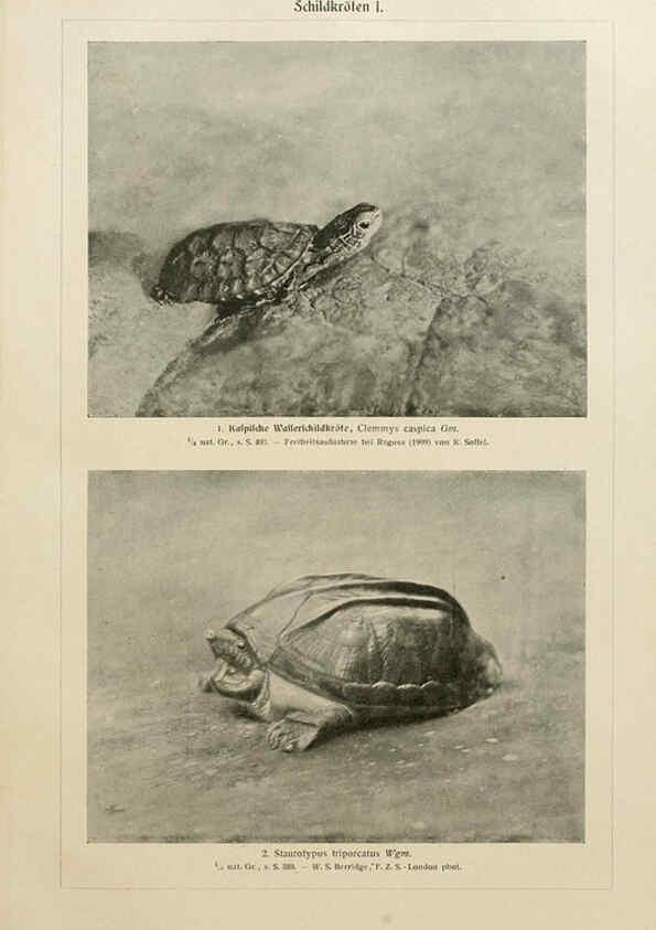 Reproducción/Reproduction 6140223558: Brehms Tierleben. Bd.1 Leipzig,Bibliographisches Institut,1911-19- 