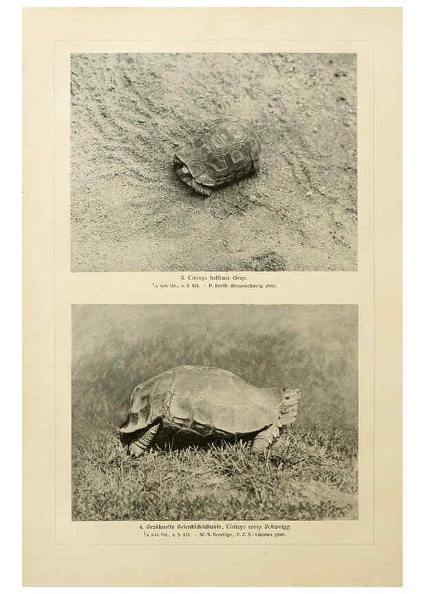 Reproducción/Reproduction 6139672583: Brehms Tierleben. Bd.1 Leipzig,Bibliographisches Institut,1911-19- 