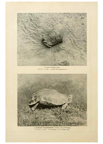 Reproducción/Reproduction 6139672583: Brehms Tierleben. Bd.1 Leipzig,Bibliographisches Institut,1911-19- 