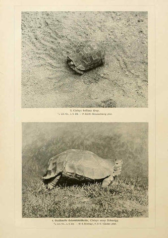 Reproducción/Reproduction 6139672583: Brehms Tierleben. Bd.1 Leipzig,Bibliographisches Institut,1911-19- 