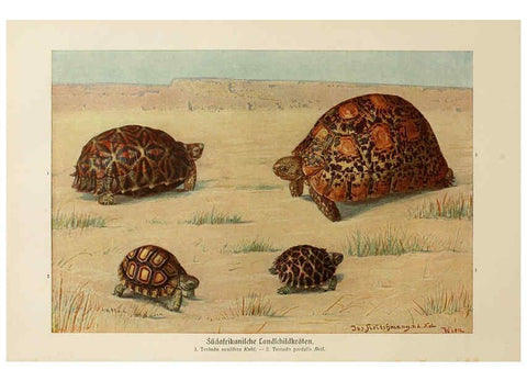 Reproducción/Reproduction 6139672739: Brehms Tierleben. Bd.1 Leipzig,Bibliographisches Institut,1911-19- 