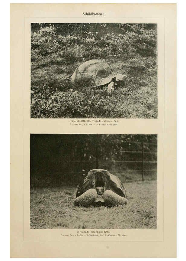 Reproducción/Reproduction 6140224166: Brehms Tierleben. Bd.1 Leipzig,Bibliographisches Institut,1911-19- 
