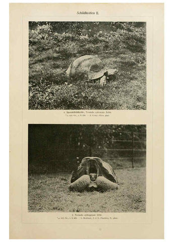 Reproducción/Reproduction 6140224166: Brehms Tierleben. Bd.1 Leipzig,Bibliographisches Institut,1911-19- 