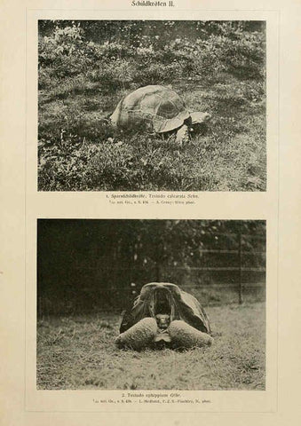 Reproducción/Reproduction 6140224166: Brehms Tierleben. Bd.1 Leipzig,Bibliographisches Institut,1911-19- 