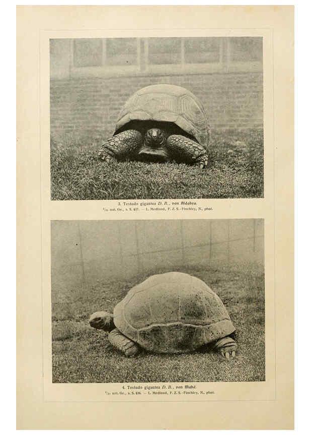 Reproducción/Reproduction 6139673371: Brehms Tierleben. Bd.1 Leipzig,Bibliographisches Institut,1911-19- 