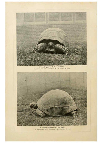 Reproducción/Reproduction 6139673371: Brehms Tierleben. Bd.1 Leipzig,Bibliographisches Institut,1911-19- 