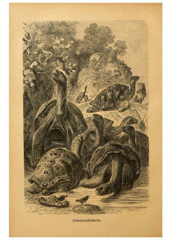 Reproducción/Reproduction 6140224702: Brehms Tierleben. Bd.1 Leipzig,Bibliographisches Institut,1911-19- 