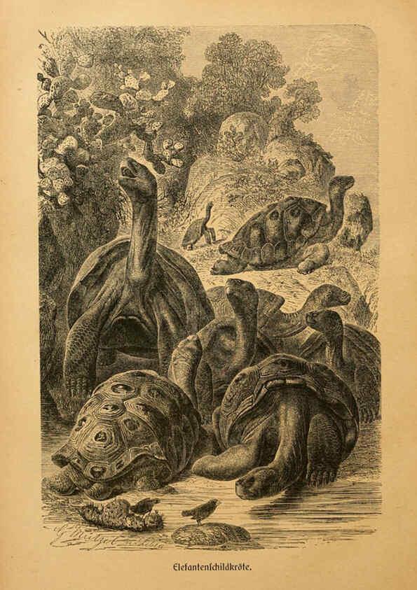 Reproducción/Reproduction 6140224702: Brehms Tierleben. Bd.1 Leipzig,Bibliographisches Institut,1911-19- 