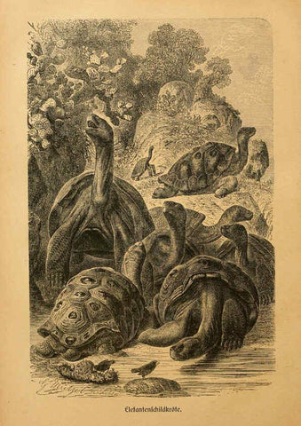 Reproducción/Reproduction 6140224702: Brehms Tierleben. Bd.1 Leipzig,Bibliographisches Institut,1911-19- 