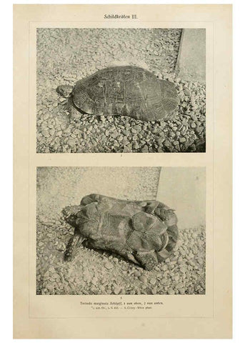 Reproducción/Reproduction 6140225002: Brehms Tierleben. Bd.1 Leipzig,Bibliographisches Institut,1911-19- 