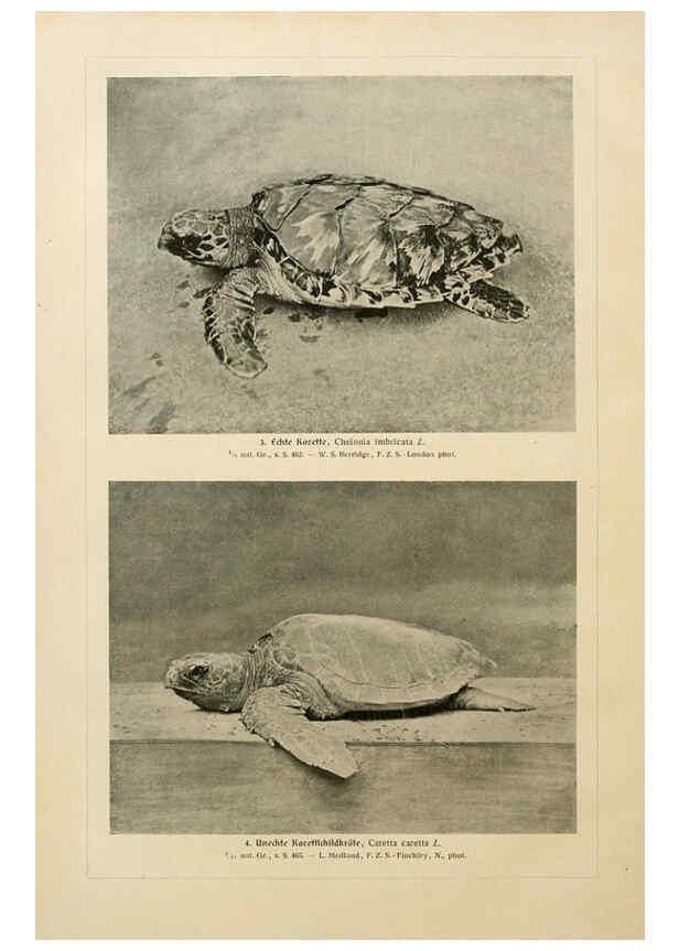 Reproducción/Reproduction 6140225198: Brehms Tierleben. Bd.1 Leipzig,Bibliographisches Institut,1911-19- 