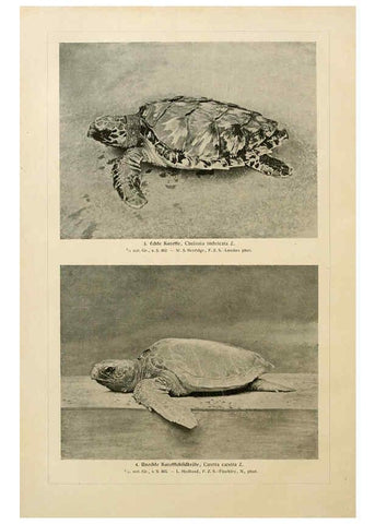 Reproducción/Reproduction 6140225198: Brehms Tierleben. Bd.1 Leipzig,Bibliographisches Institut,1911-19- 