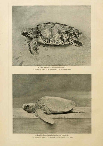 Reproducción/Reproduction 6140225198: Brehms Tierleben. Bd.1 Leipzig,Bibliographisches Institut,1911-19- 