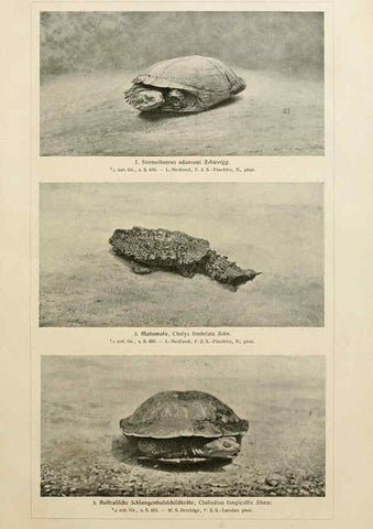 Reproducción/Reproduction 6140225434: Brehms Tierleben. Bd.1 Leipzig,Bibliographisches Institut,1911-19- 
