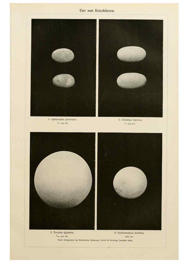 Reproducción/Reproduction 6139671281: Brehms Tierleben. Bd.1 Leipzig,Bibliographisches Institut,1911-19- 