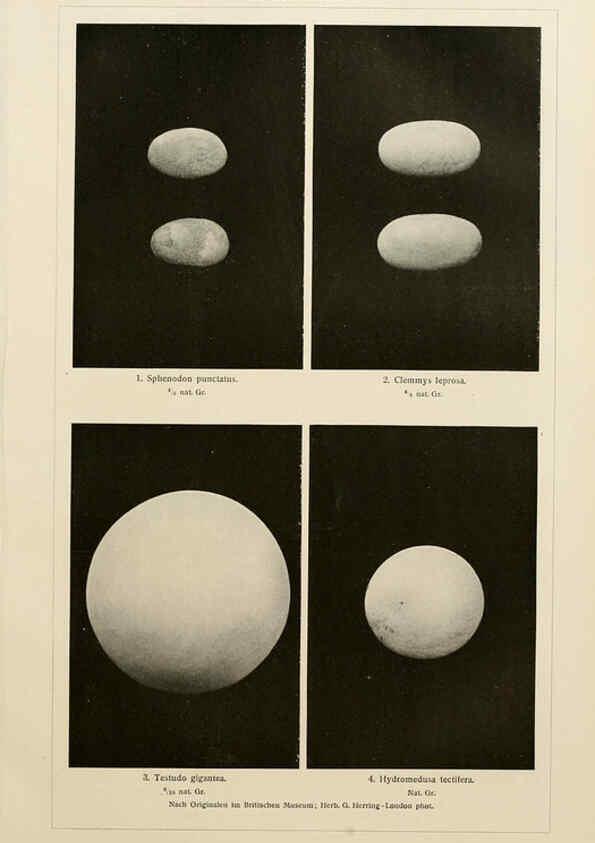 Reproducción/Reproduction 6139671281: Brehms Tierleben. Bd.1 Leipzig,Bibliographisches Institut,1911-19- 