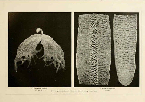 Reproducción/Reproduction 6139671131: Brehms Tierleben. Bd.1 Leipzig,Bibliographisches Institut,1911-19- 