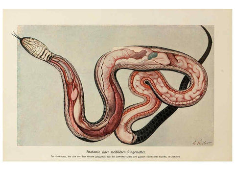Reproducción/Reproduction 6140221798: Brehms Tierleben. Bd.1 Leipzig,Bibliographisches Institut,1911-19- 