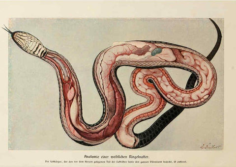 Reproducción/Reproduction 6140221798: Brehms Tierleben. Bd.1 Leipzig,Bibliographisches Institut,1911-19- 