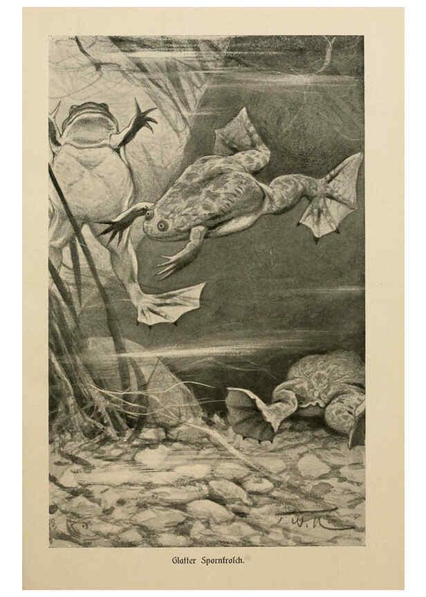 Reproducción/Reproduction 6140218972: Brehms Tierleben. Bd.1 Leipzig,Bibliographisches Institut,1911-19- 