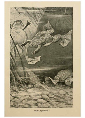 Reproducción/Reproduction 6140218972: Brehms Tierleben. Bd.1 Leipzig,Bibliographisches Institut,1911-19- 