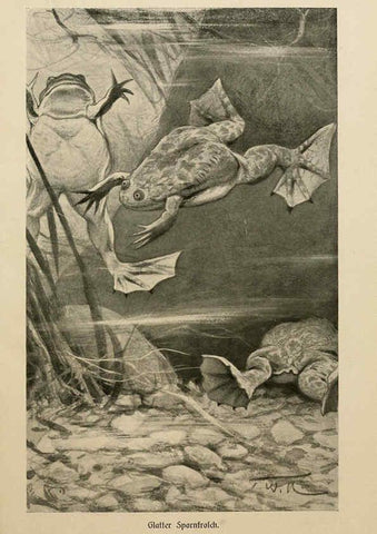 Reproducción/Reproduction 6140218972: Brehms Tierleben. Bd.1 Leipzig,Bibliographisches Institut,1911-19- 