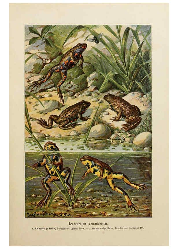 Reproducción/Reproduction 6140219126: Brehms Tierleben. Bd.1 Leipzig,Bibliographisches Institut,1911-19- 